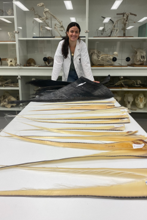 Researchers analysed the stable isotopes in the baleen plates of 14 Australian pygmy right whales.