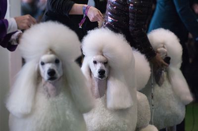 <strong>Standard poodles</strong>