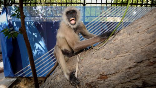 In another incident, a man was also pelted with bricks from a dilapidated building by a monkey that killed him.