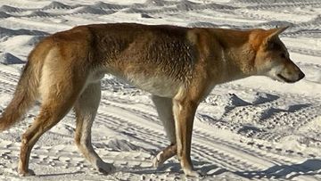 Authorities are investigating the death of a dingo on K&#x27;gari after a man allegedly used a spear gun on the island.