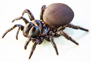 Mouse spiders are more formally known by what scientific name?