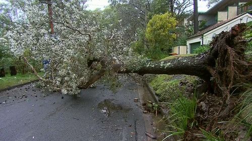 Tree down at Lane Cove, in Sydney's north.