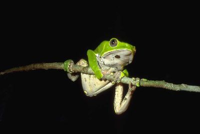 <strong>Giant leaf tree frog</strong>