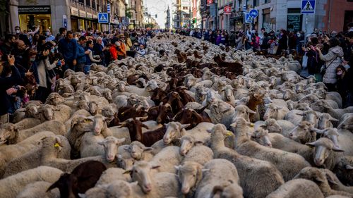 A herd of sheep are guided through central Madrid. The annual event allows shepherds to exercise their ancient grazing and migration rights.