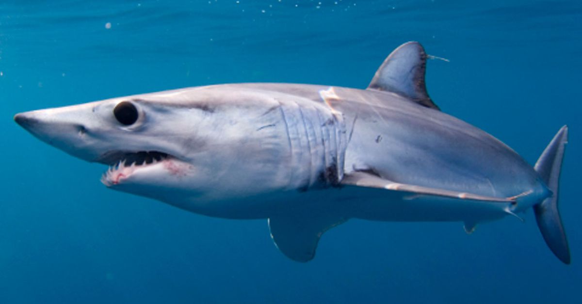 Australia heads world table for fatal shark attacks