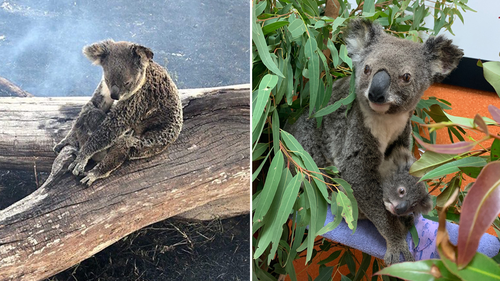 This koala and her joey were found safe after the fire at Canungra, in the Gold Coast hinterland.