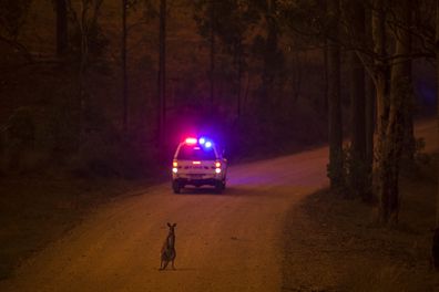 A wallaby stops on the road after escaping from the Liberation Trail fire outside Nana Glen. 