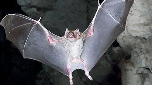 Vampire bat (Getty)