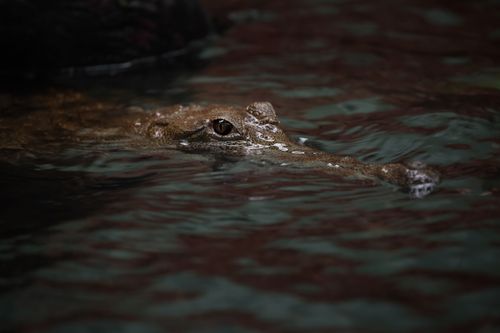 Crocodile (Porosus Crocodylus) stock photo