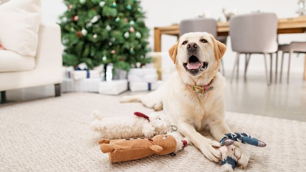 christmas dog