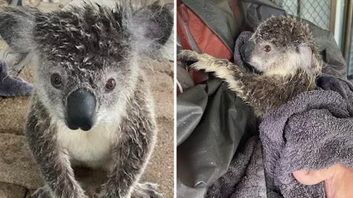 Raine, a koala joey, was soaked, freezing and in poor condition when she was found on the banks of the Brisbane river. She only weighs 2.3 kg and is probably about 16 months old.d.