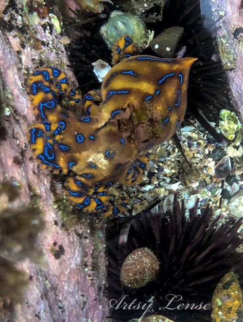 The blue-ringed octopus is one of the most venomous animals in the world
