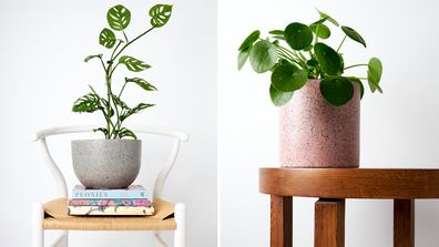 How to look after your indoor plants