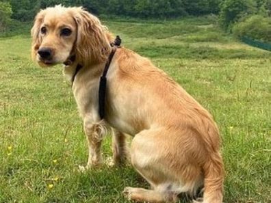 After the family took to social media to campaign Honey's return she appeared at the family's door.