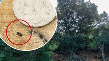 Polyphagous shot-hole borer beetle is attacking Perth&#x27;s trees.