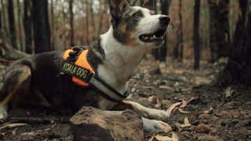 Animal rescuers in the NSW Blue Mountains are getting help from a specially trained dog named &quot;Smudge&quot;.