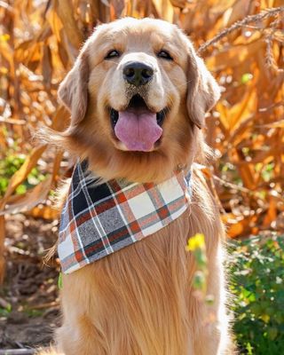 Meet the Golden Retriever raking in $1 million a year