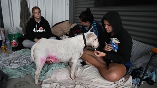 Mystique Herbert feeds her dog at an evacuation centre in Ipswich, west of Brisbane.