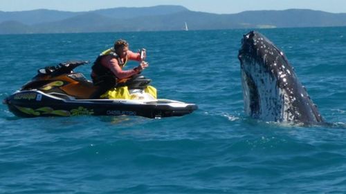 The humpback was happy to pose for photos. (Whitsunday Jetski Tours)