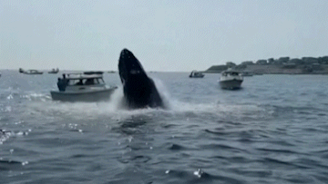 Breaching whale lands on boat. 