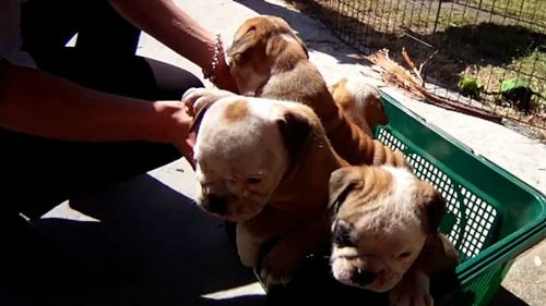 The puppies were stolen earlier this month. (Queensland Police)