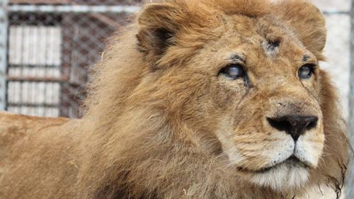 Many on the lions were missing teeth, claws, some were blind and others were missing eyes. (Animal Defenders International)