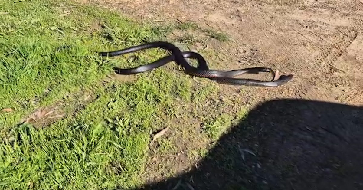 T﻿wo large snakes filmed wrestling in Melbourne amid unusual weather