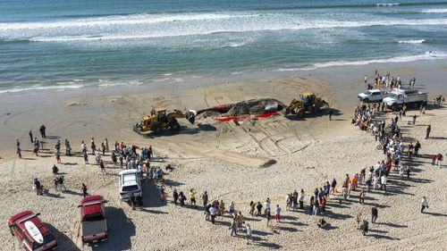 Bystanders look at a 52-foot-long female fin whale that died and washed onto Mission Beach Sunday, Dec. 10, 2023, in San Diego. Officials said there were no obvious signs leading to a cause of death. Researchers from NOAA Southwest Fisheries Science Center inspected the whale and took samples before city workers attempted to remove it. (K.C. Alfred/The San Diego Union-Tribune via AP)