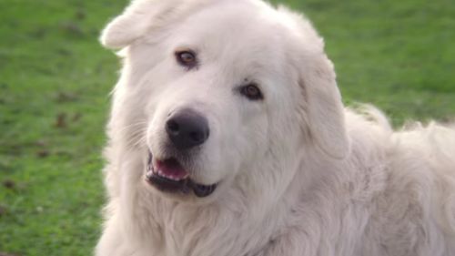 Oddball the penguin-protecting sheepdog has died