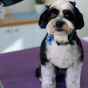 One simple tip for a better visit to the dog groomers