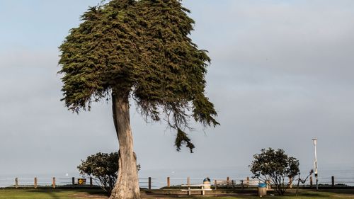 The tree thought to have inspired Dr Seuss' 'The Lorax' has fallen