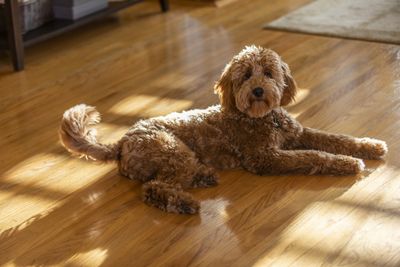 (Dogs) 4: Golden Doodle, or "Groodle"