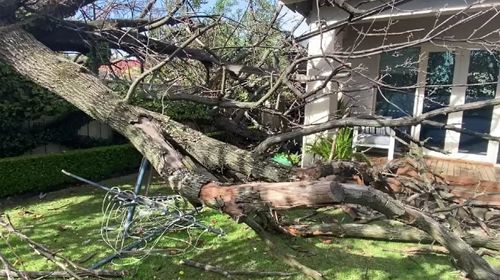 A large tree fell onto a home in the Adelaide suburb of Millswood this morning.