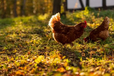 Chicken