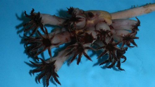 New deep-sea coral species Pseudumbellula scotiae discovered off Scotland