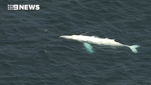 The whale was spotted just after 12.30pm. (9NEWS)