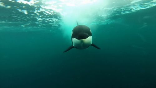 A pair of male orcas moved into great white territory at Gaans Baai. Picture: 9NEWS