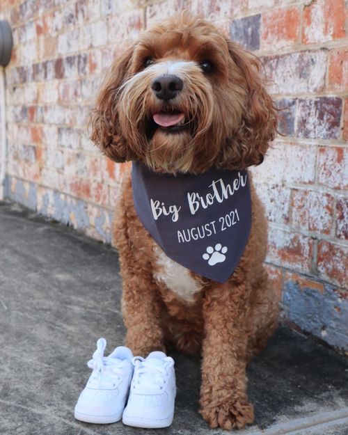 Elle a annoncé sa grossesse sur les réseaux sociaux avec cette photo de son chien.