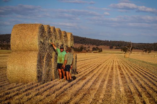 Farmers loads bails of hay onto a truck in a paddock containing a failed wheat crop during drought in NSW.