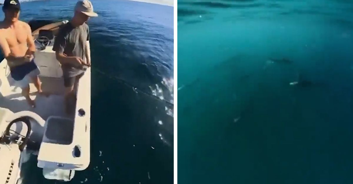 Hundreds of small sharks caught on camera at Burleigh