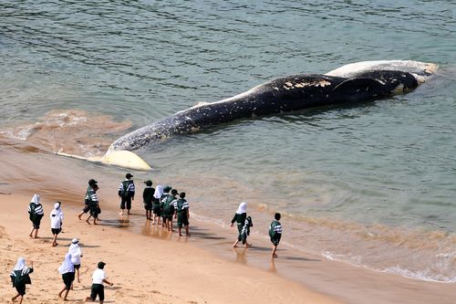 The whale carcass has attracted many spectators to the Royal National Park, including brothers who filmed themselves swimming around it with sharks nearby. 