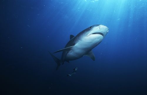 Tiger Shark (galelcerdo cuvieri), underwater view