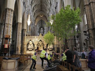 Workers put in place an English field maple tree in Westminster Abbey in London in preparation for the Royal wedding .   (Photo by Sang Tan/PA Images via Getty Images)