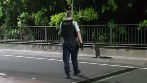 The wallaby was spotted on the bridge just before 5am. (NSW Police)