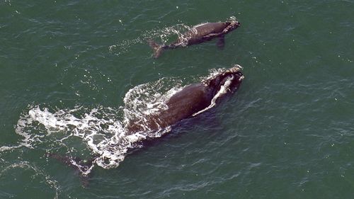 'Beginning of the end?' No new babies for endangered whales