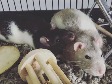 Christine Savanah's two pet rats Winston (left) and Leopold (right).