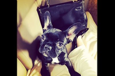 When this pampered pooch travels, it's luxury all the way.