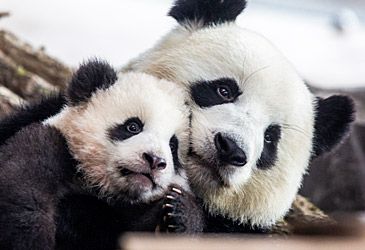Which family of mammals is the giant panda a member of?