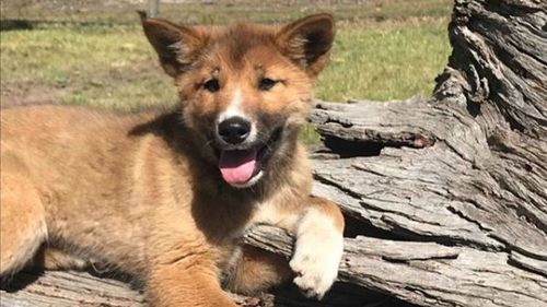 Pup dropped from air into Victorian backyard revealed as endangered breed