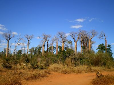  Andrefana Dry Forests, Madagascar